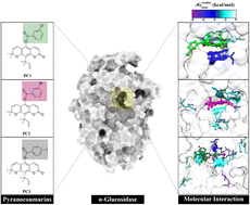 Graphical abstract: Structure-based approach: molecular insight of pyranocumarins against α-glucosidase through computational studies