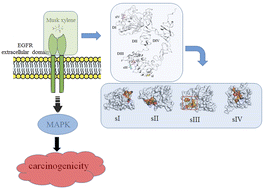 Graphical abstract: Molecular dynamic simulation reveals the molecular interactions of epidermal growth factor receptor with musk xylene are involved in the carcinogenicity