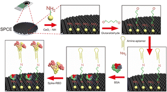 Graphical abstract: CeO2@NH2 functionalized electrodes for the rapid detection of SARS-CoV-2 spike receptor binding domain