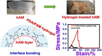 Graphical abstract: Dramatic improvement in the mechanical properties of polydopamine/polyacrylamide hydrogel mediated human amniotic membrane