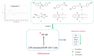 Graphical abstract: Anti-inflammatory constituents isolated from the flowers of Hosta plantaginea via suppression of the NF-κB signaling pathway in LPS-stimulated RAW 264.7 macrophages