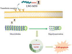 Graphical abstract: LWJ-M30, a conjugate of DM1 and B6, for the targeted therapy of colorectal cancer with improved therapeutic effects