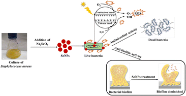 Graphical abstract: Oxidative stress generated due to photocatalytic activity of biosynthesized selenium nanoparticles triggers cytoplasmic leakage leading to bacterial cell death