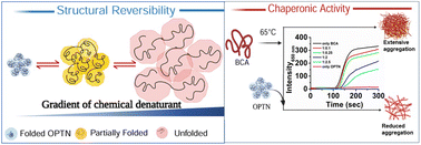 Graphical abstract: Ocular protein optineurin shows reversibility from unfolded states and exhibits chaperone-like activity