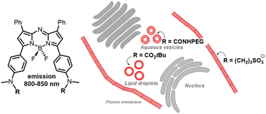 Graphical abstract: Substituent directed cellular imaging in the 800–850 nm range with BF2-azadipyrromethene fluorophores