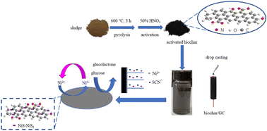 Graphical abstract: One-step potentiostatic electrodeposition of NiS–NiS2 on sludge-based biochar and its application for a non-enzymatic glucose sensor