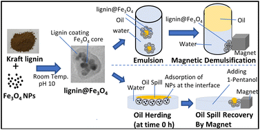 Graphical abstract: Adsorptive properties and on-demand magnetic response of lignin@Fe3O4 nanoparticles at castor oil–water interfaces