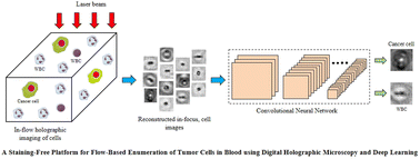 Graphical abstract: Deep learning assisted holography microscopy for in-flow enumeration of tumor cells in blood