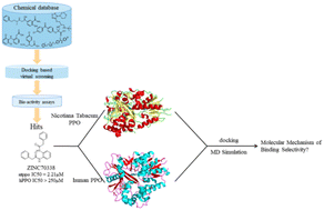 Graphical abstract: Identifying novel selective PPO inhibitors through structure-based virtual screening and bio-evaluation