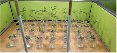 Graphical abstract: Analysis of impacts of exogenous pollutant bisphenol-A penetration on soybeans roots and their biological growth