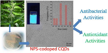 Graphical abstract: A universal green approach for the synthesis of NPS-codoped carbon quantum dots with enhanced broad-spectrum antibacterial and antioxidant activities