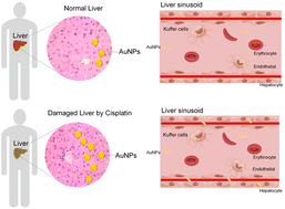 Graphical abstract: Chemotherapeutic-caused liver toxicity hinders nanomedicine development