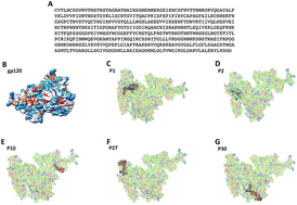 Graphical abstract: Identification of peptide epitopes of the gp120 protein of HIV-1 capable of inducing cellular and humoral immunity