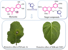 Graphical abstract: Design, synthesis and bioactivity of myricetin derivatives for control of fungal disease and tobacco mosaic virus disease