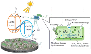 Graphical abstract: Visible light antibacterial potential of cement mortar incorporating Cu-ZnO/g-C3N4 nanocomposites