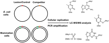 Graphical abstract: Mass spectrometry-based assays for assessing replicative bypass and repair of DNA alkylation in cells
