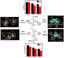 Graphical abstract: Combined theoretical and experimental insights on DNA and BSA binding interactions of Cu(ii) and Ni(ii) complexes along with the DPPH method of antioxidant assay and cytotoxicity studies