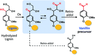 Graphical abstract: Degradation mechanism of a lignin model compound during alkaline aerobic oxidation: formation of the vanillin precursor from the β-O-4 middle unit of softwood lignin