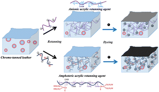 Graphical abstract: Preparation and application of novel amphoteric acrylic retanning agents to improve dye absorption