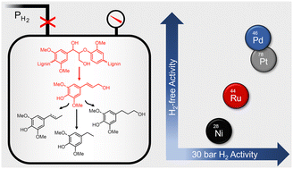 Graphical abstract: Catalyst choice impacts aromatic monomer yields and selectivity in hydrogen-free reductive catalytic fractionation