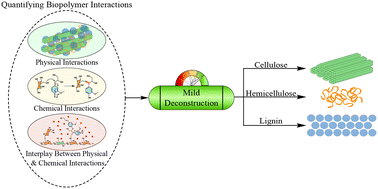 Graphical abstract: Physico-chemical interactions within lignocellulosic biomass and their importance in developing solvent based deconstruction methods