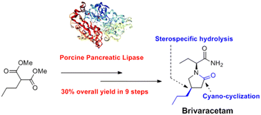 Graphical abstract: Economic kilogram-scale synthesis of the novel antiepileptic drug brivaracetam utilizing porcine pancreatic lipase