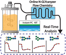 Graphical abstract: Automated instant labeling chemistry workflow for real-time monitoring of monoclonal antibody N-glycosylation
