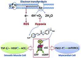 Graphical abstract: A hypoxia-activated NO donor for the treatment of myocardial hypoxia injury