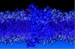 Graphical abstract: Autophagy and evasion of the immune system by SARS-CoV-2. Structural features of the non-structural protein 6 from wild type and Omicron viral strains interacting with a model lipid bilayer