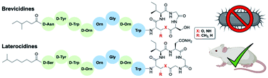 Graphical abstract: Synthetic studies with the brevicidine and laterocidine lipopeptide antibiotics including analogues with enhanced properties and in vivo efficacy