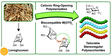 Graphical abstract: Stereoregular functionalized polysaccharides via cationic ring-opening polymerization of biomass-derived levoglucosan