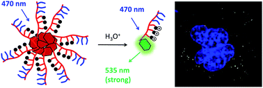 Graphical abstract: Local detection of pH-induced disaggregation of biocompatible micelles by fluorescence switch ON