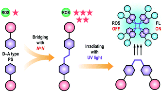 Graphical abstract: Bridging D–A type photosensitizers with the azo group to boost intersystem crossing for efficient photodynamic therapy