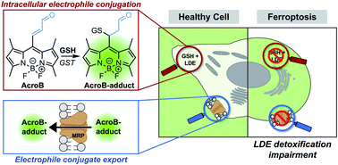 Graphical abstract: Live-cell imaging reveals impaired detoxification of lipid-derived electrophiles is a hallmark of ferroptosis