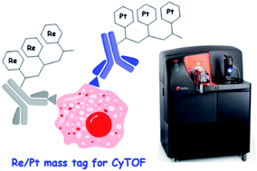 Graphical abstract: Polymeric dipicolylamine based mass tags for mass cytometry