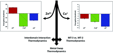 Graphical abstract: Metal binding and interdomain thermodynamics of mammalian metallothionein-3: enthalpically favoured Cu+ supplants entropically favoured Zn2+ to form Cu4+ clusters under physiological conditions