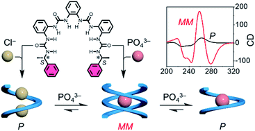 Graphical abstract: Anion-coordination-driven single–double helix switching and chiroptical molecular switching based on oligoureas