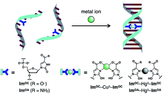 Graphical abstract: Metal-mediated DNA base pairing of easily prepared 2-oxo-imidazole-4-carboxylate nucleotides