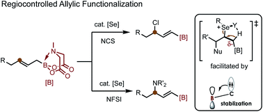 Graphical abstract: Regiocontrolled allylic functionalization of internal alkene via selenium-π-acid catalysis guided by boron substitution