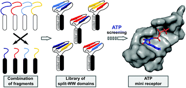 Graphical abstract: Identification of novel functional mini-receptors by combinatorial screening of split-WW domains