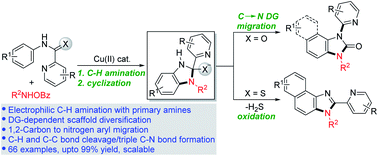 Graphical abstract: A directing group switch in copper-catalyzed electrophilic C–H amination/migratory annulation cascade: divergent access to benzimidazolone/benzimidazole