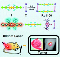 Graphical abstract: Rationally designed Ru(ii)-metallacycle chemo-phototheranostic that emits beyond 1000 nm