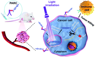 Graphical abstract: A photoresponsive antibody–siRNA conjugate for activatable immunogene therapy of cancer