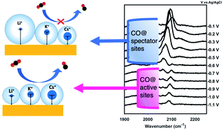 Graphical abstract: Comparing interfacial cation hydration at catalytic active sites and spectator sites on gold electrodes: understanding structure sensitive CO2 reduction kinetics
