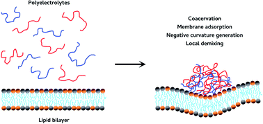 Graphical abstract: Coacervation of poly-electrolytes in the presence of lipid bilayers: mutual alteration of structure and morphology