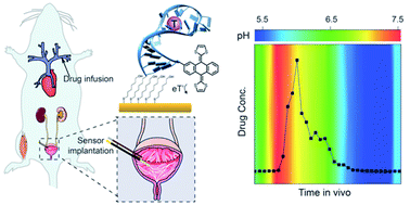 Graphical abstract: A pH-independent electrochemical aptamer-based biosensor supports quantitative, real-time measurement in vivo