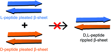 Graphical abstract: Enantiomeric β-sheet peptides from Aβ form homochiral pleated β-sheets rather than heterochiral rippled β-sheets