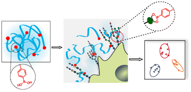 Graphical abstract: Direct discrimination of cell surface glycosylation signatures using a single pH-responsive boronic acid-functionalized polymer