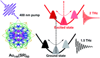 Graphical abstract: Coherent vibrational dynamics of Au144(SR)60 nanoclusters