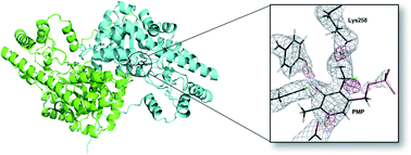 Graphical abstract: An N⋯H⋯N low-barrier hydrogen bond preorganizes the catalytic site of aspartate aminotransferase to facilitate the second half-reaction